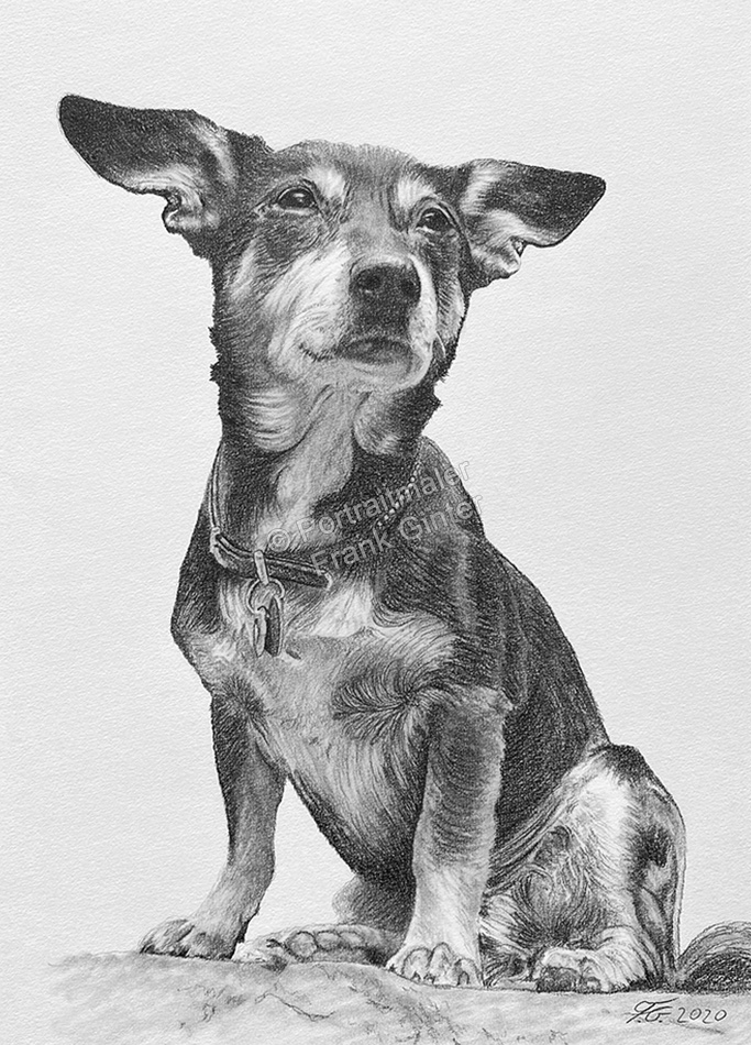 Haustier Portraits zeichnen lassen, Hundeportrait vom Foto - Bleistiftzeichnung