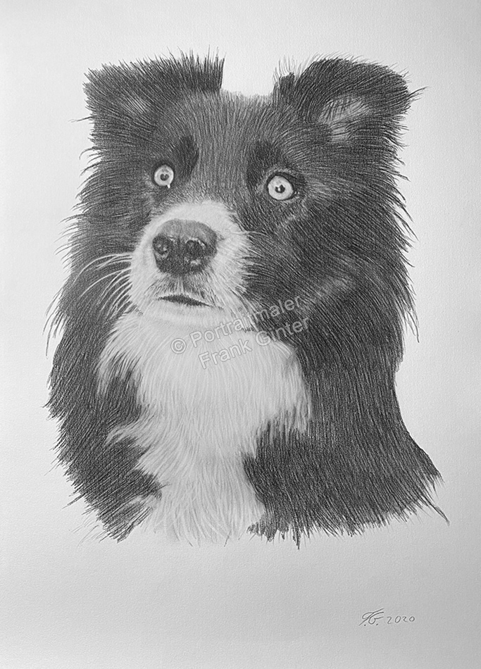 Tierportraits-Hundezeichnung, Bleistiftzeichnung eines Hundes