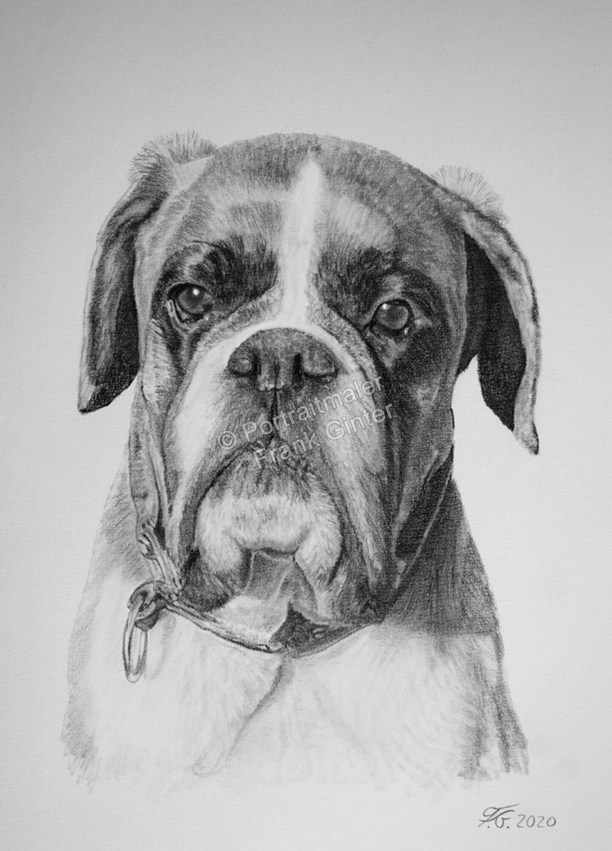 Bleistiftzeichnungen-Boxer-Hund