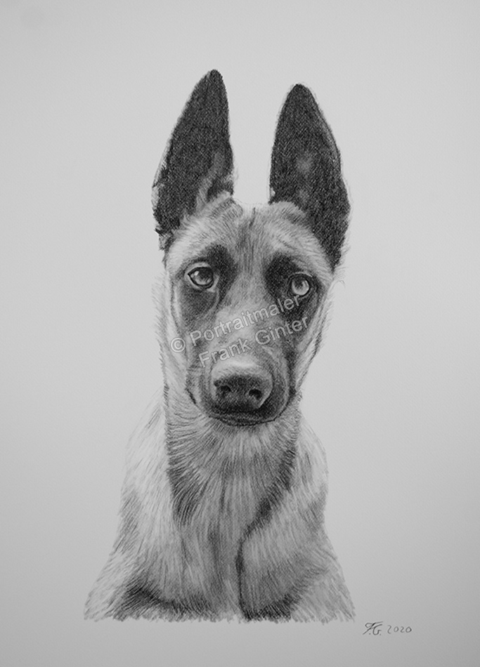 Bleistiftzeichnungen-Hundezeichnung