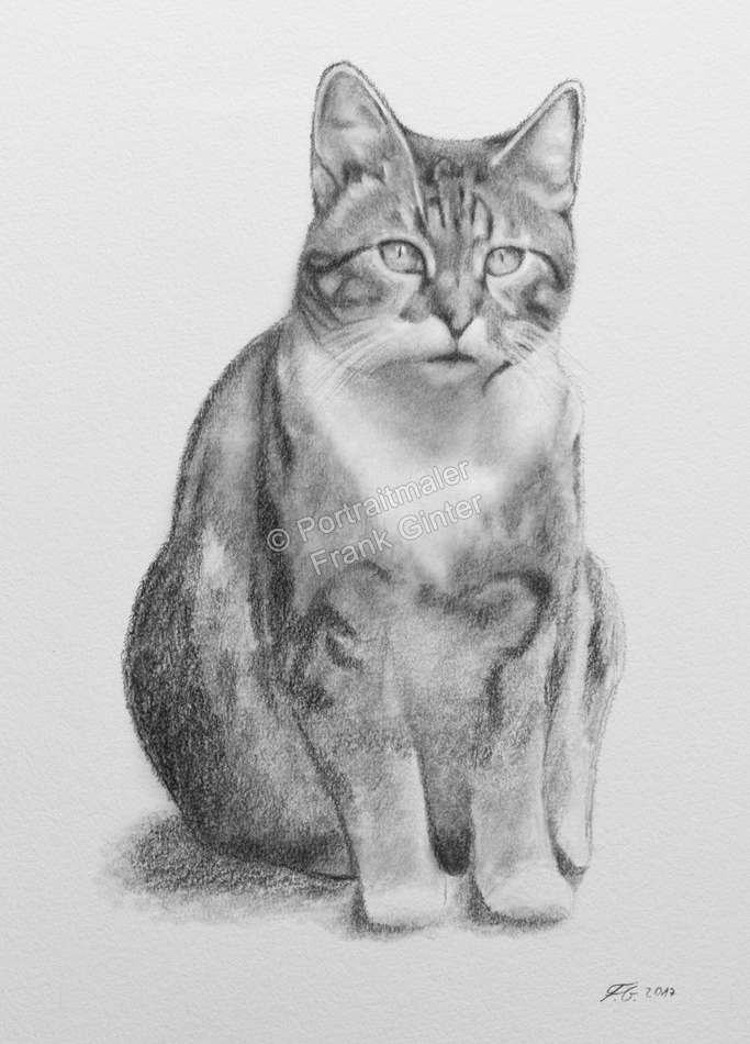Bleistiftzeichnungen-Katzenportrait