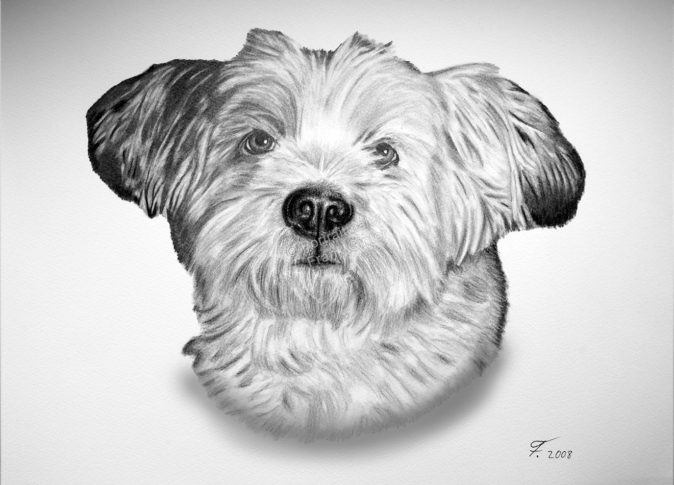 Haustier-Portraits , Hundeportraits nach Fotovorlage - Bleistiftzeichnung
