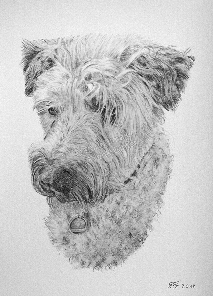 Hundeportraits fotorealistisch handgezeichnet - Bleistiftzeichnung