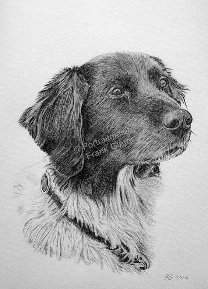 Tierzeichnungen Bleistift - Hundeportraits - Bleistiftzeichnungen