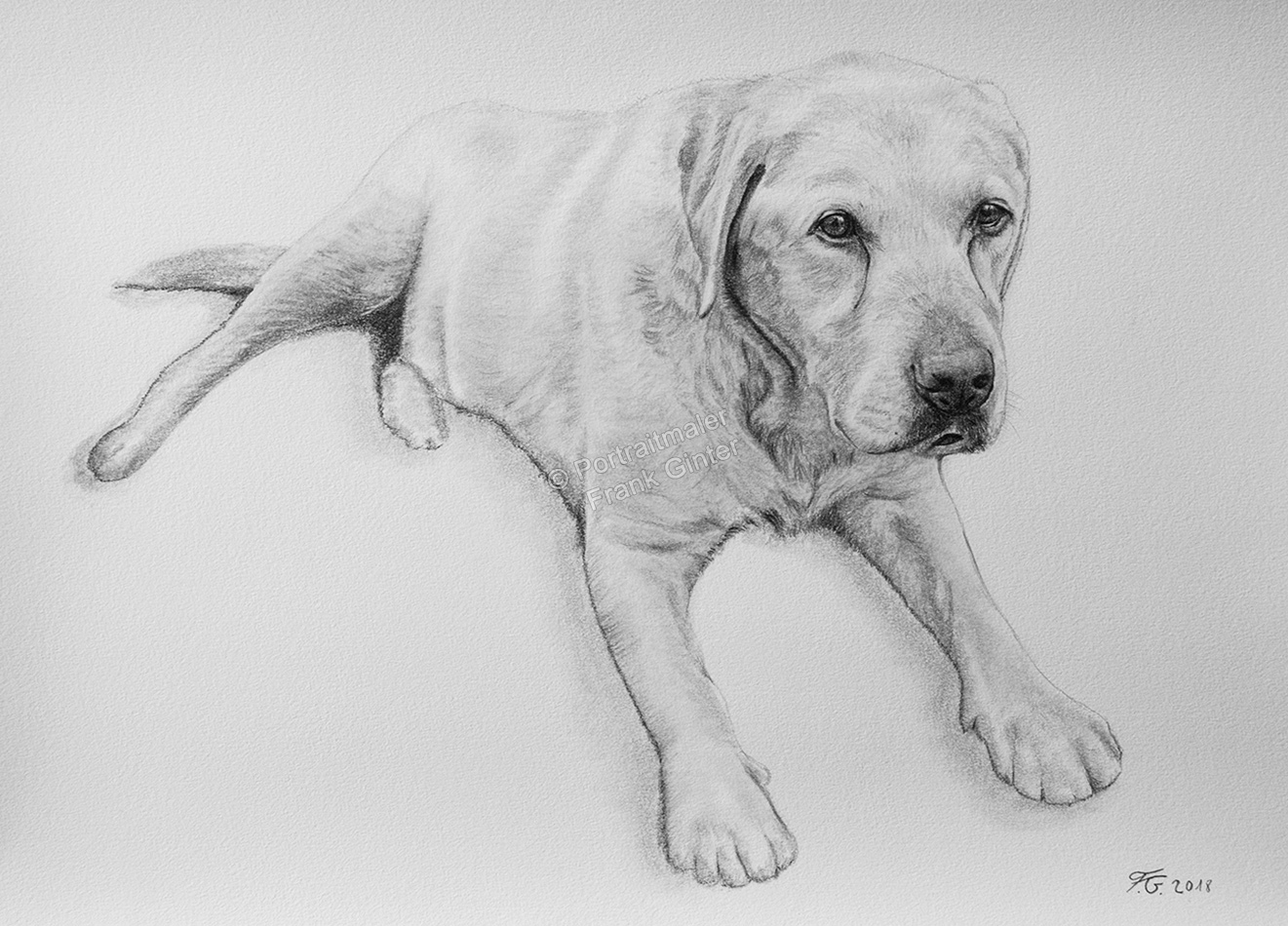 Hundeportrait als Ganzkörperzeichnung mit Bleistift gezeichnet - Bleistiftzeichnungen