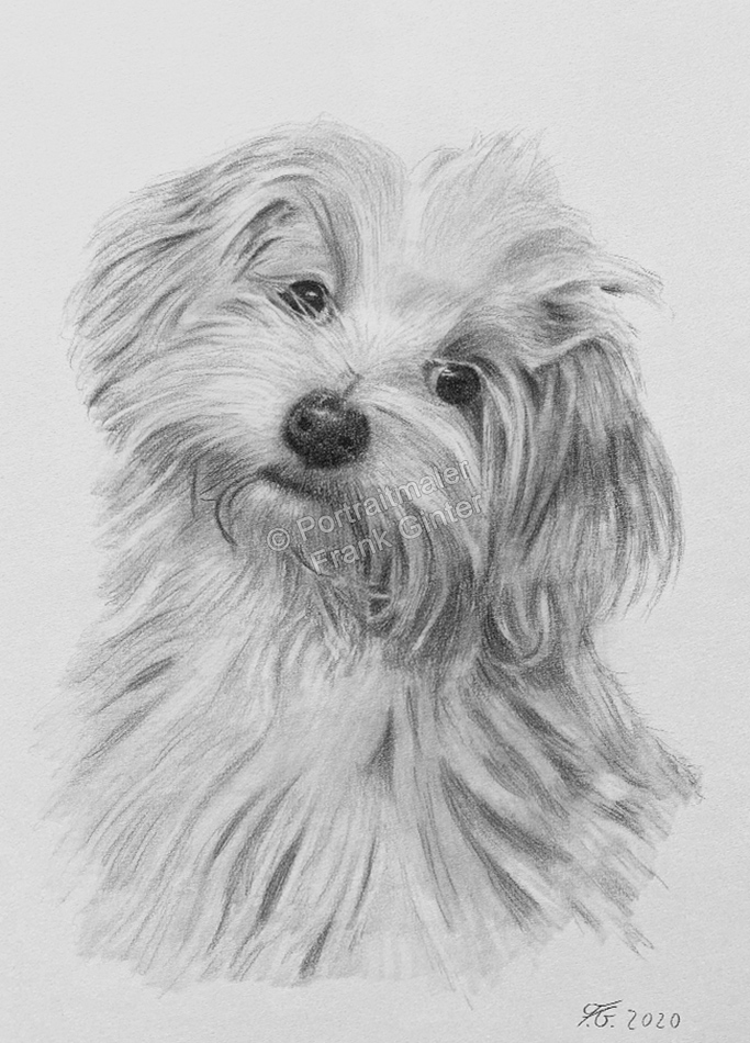 Bleistiftzeichnungen-Portraitzeichnung-Hundebild