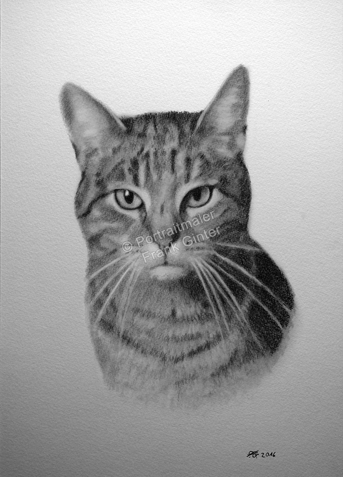 Katzenportraits fotorealistisch handgezeichnet - Tierzeichnungen Bleistift