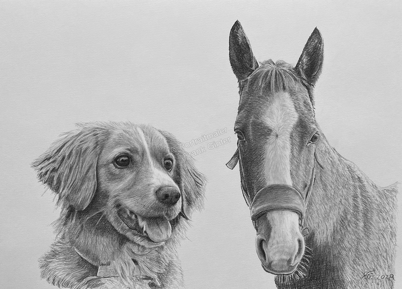 Tierportraits, Hund und Pferd gezeichnet mit Bleistift - Bleistiftzeichnung