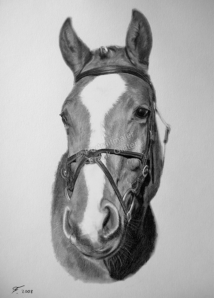 Pferdeportraits, Bleistiftzeichnung von einem Pferd