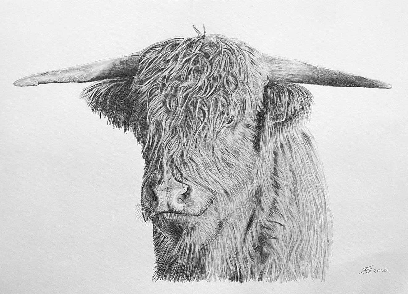 Ochsenportraits fotorealistisch gezeichnet – Bleistiftzeichnung eines Ochsen