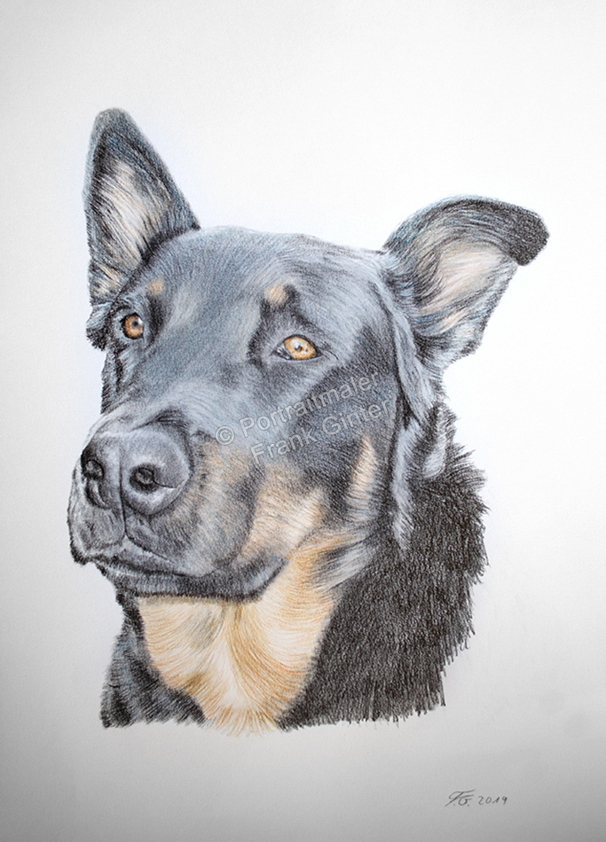 Buntstiftzeichnung-Hundezeichnung-Hundportrait