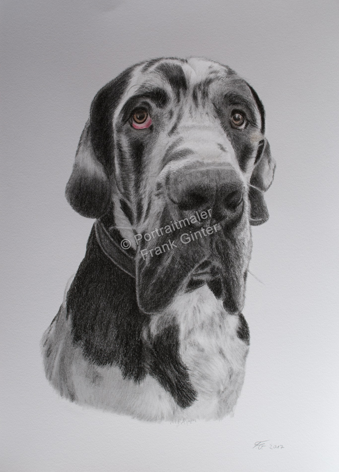Farbstiftzeichnung Hundeportraits, mit Farbstift fotorealistisch gezeichnet