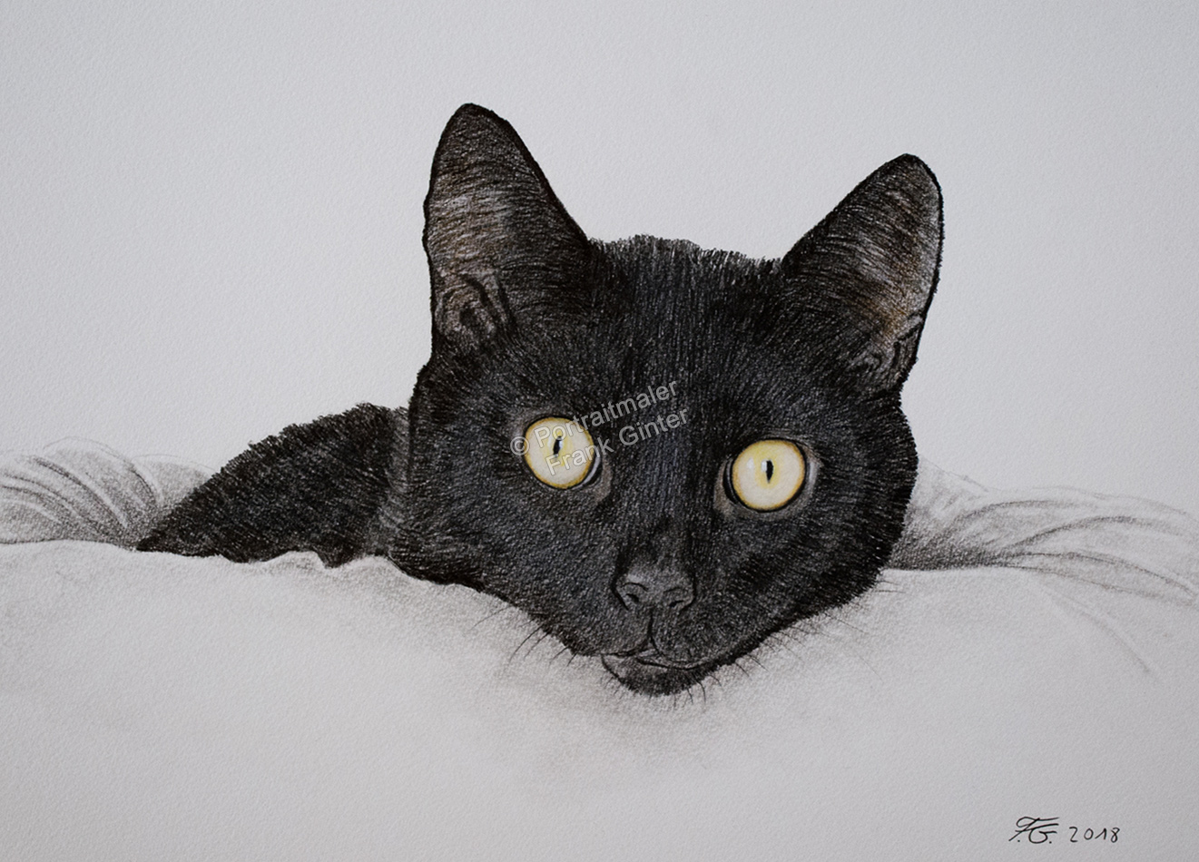 Farbstiftzeichnung eines Katzenportraits, mit Farbstift fotorealistisch gezeichnet