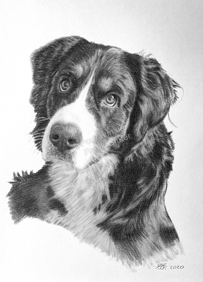 Hundeportrait-Bleistiftzeichnungen