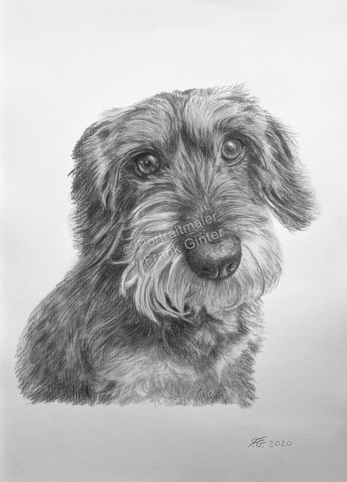 Hundeportraits - Bleistiftzeichnungen handgezeichnet vom Tierzeichner