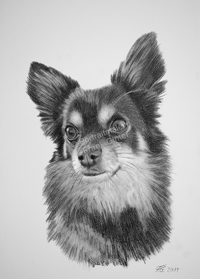 Hundeportraits fotorealistisch gezeichnet - Tierzeichnungen Bleistift