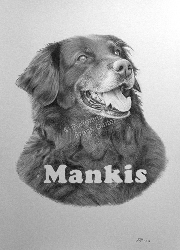 Kohlezeichnung, Tierzeichnung, Portraitzeichnung-Hunde