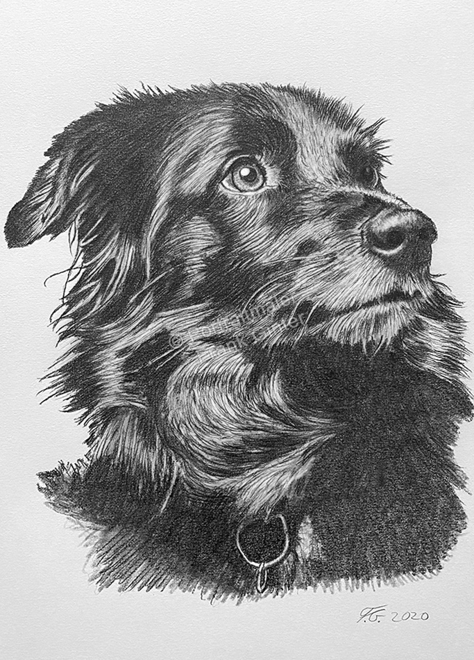 Portraitzeichnung Bleistiftzeichnung Hundeportrait