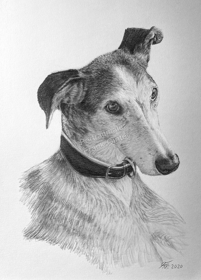 Portraitzeichnung-Hund-Bleistiftzeichnungen