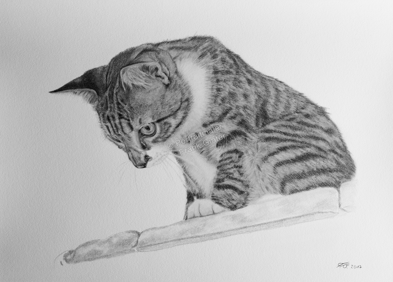 Tierzeichnungen gezeichnet, Katzenportrait mit Bleistiften gezeichnet - Bleistiftzeichnung
