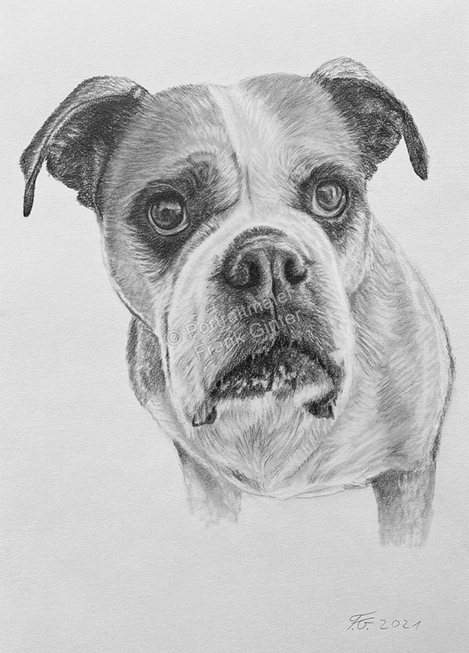 Tierportrait Bleistiftzeichnung Hundeportrait Boxerhund