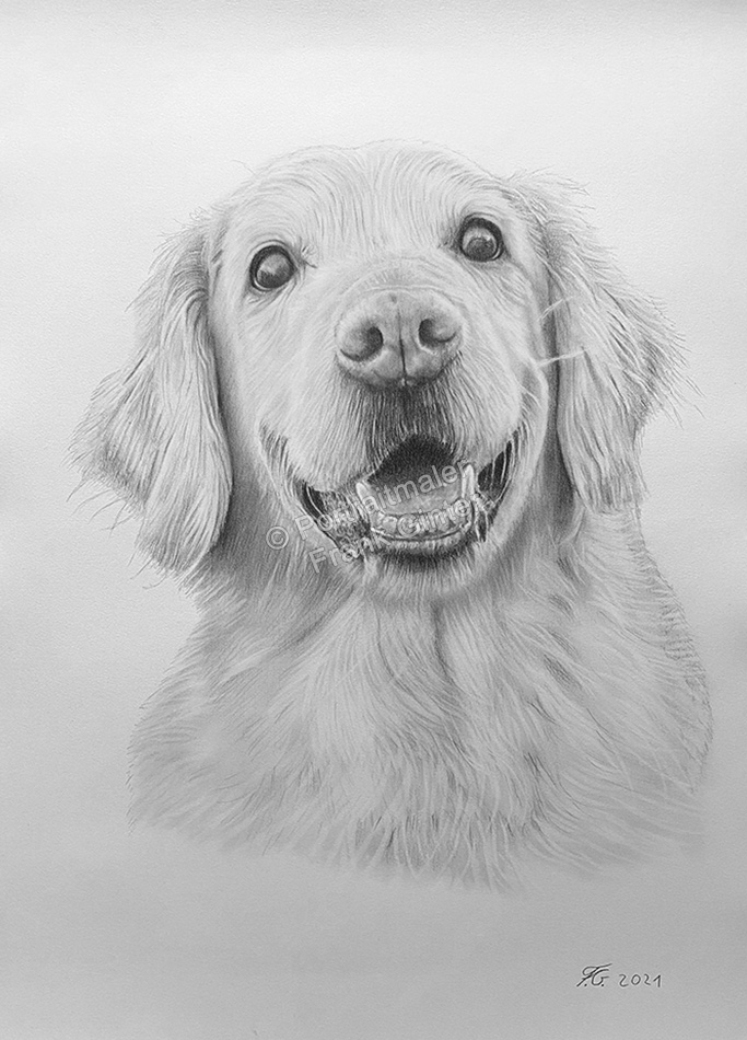 Tierzeichnungen Bleistift - Hundeportraits fotorealistisch handgezeichnet