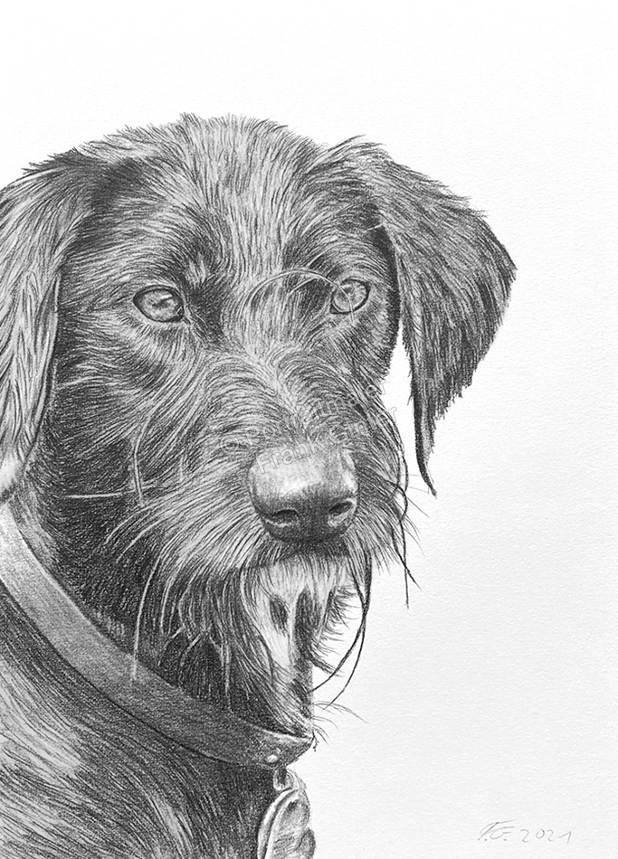 Tierzeichnung Bleistiftzeichnungen Hundeportrait