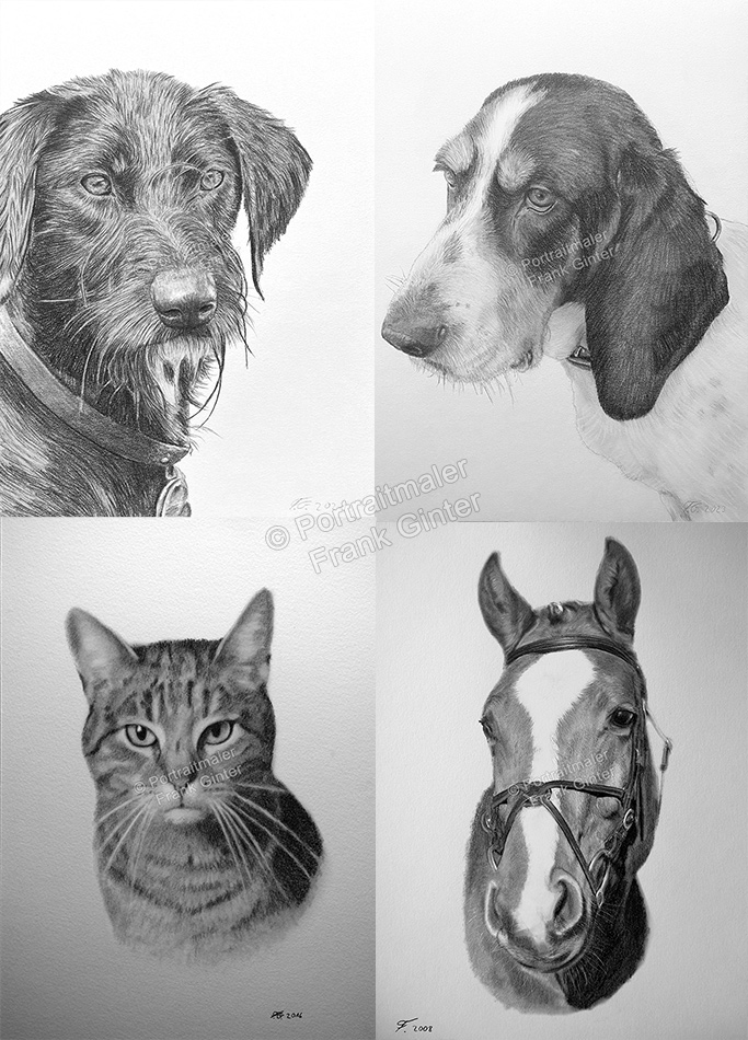 Tierzeichnungen Hundeportraits Pferdeportraits Katzenportraits Haustierzeichnungen
